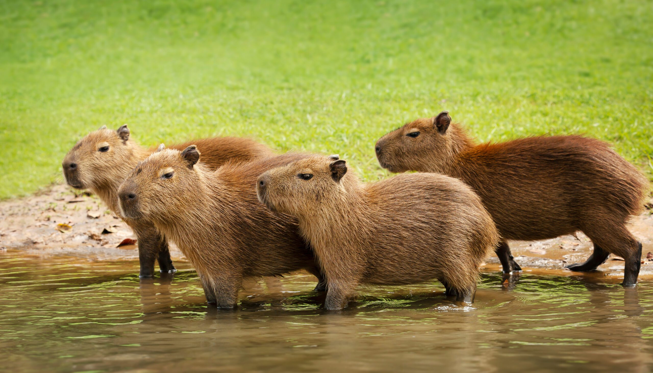Capybaras: the world's largest rodents