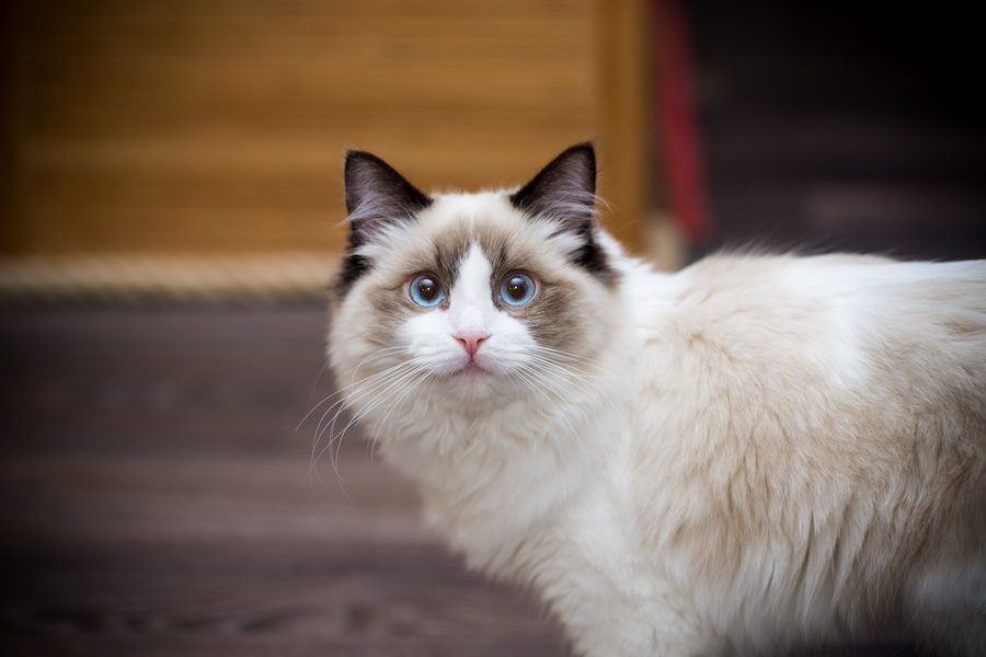 Young Beautiful Purebred Ragdoll Cat At Home