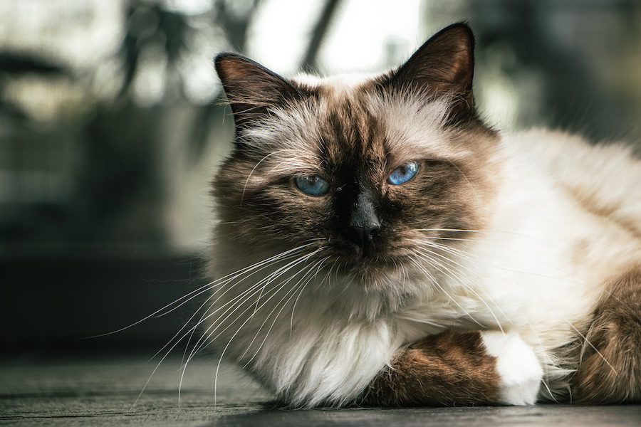 Chocolate Point Birman Cat With Piercing Blue Eyes, Lying On The Floor Covered In Natural Light And Staring Into The Camera.
