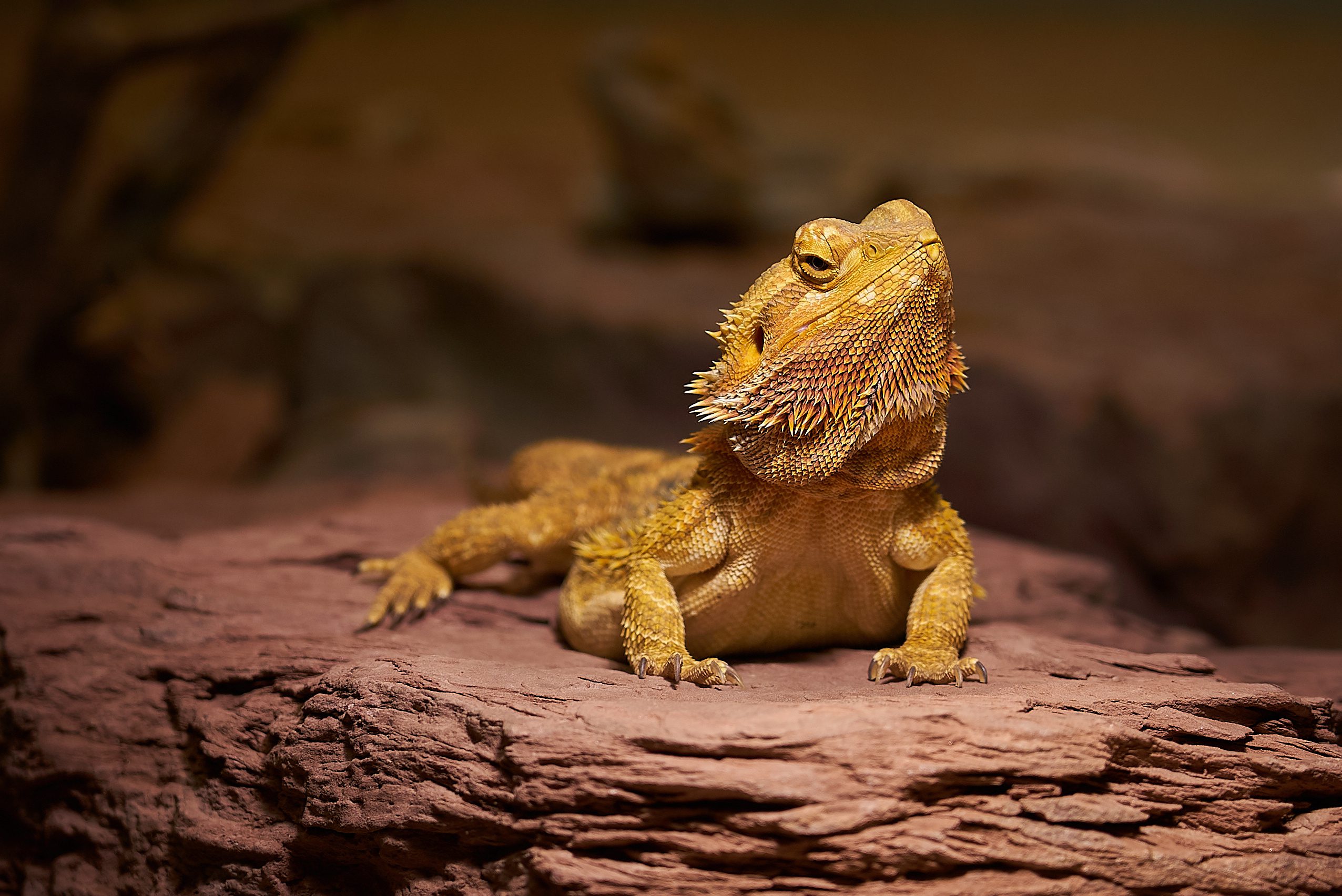 What You Need To Know Before Owning a Bearded Dragon - AZPetVet