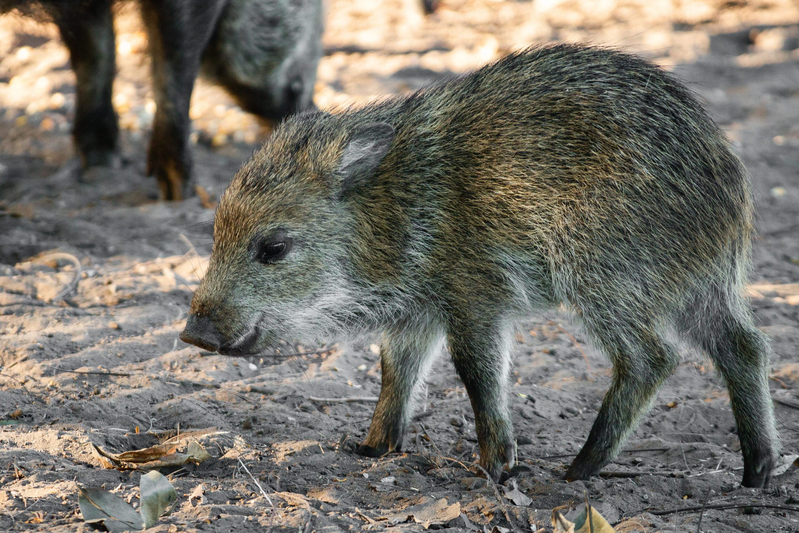 Javelinas: The Wild Pigs of the Southwest - AZPetVet