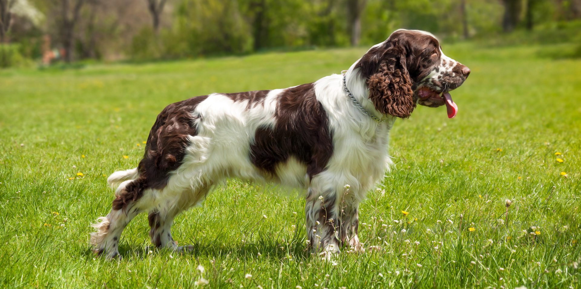 A Beautiful Dog Of Breed English Springer Spaniel Stands On A Green Lawn. Hunting Dog Breed.