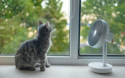 Beat the Heat: Tips for Cooling a Cat Down