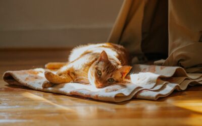 Orange Tabby Cat Appreciation: Why Ginger Cats Are So Fascinating