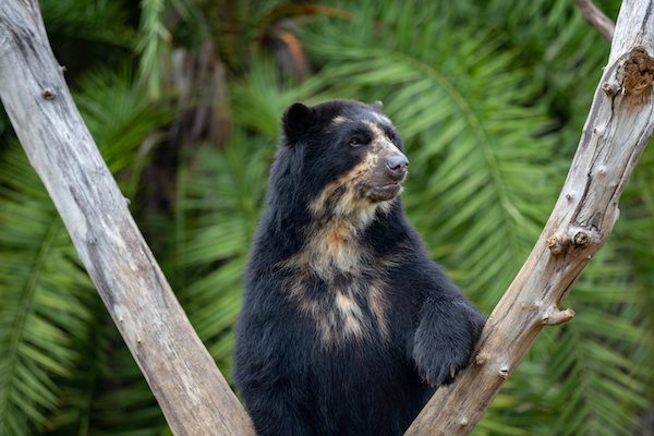 A Beautiful And Rare Spectacled Bear Alone In Close Up With Depth Of Field Blur. Tremarctos Ornatus