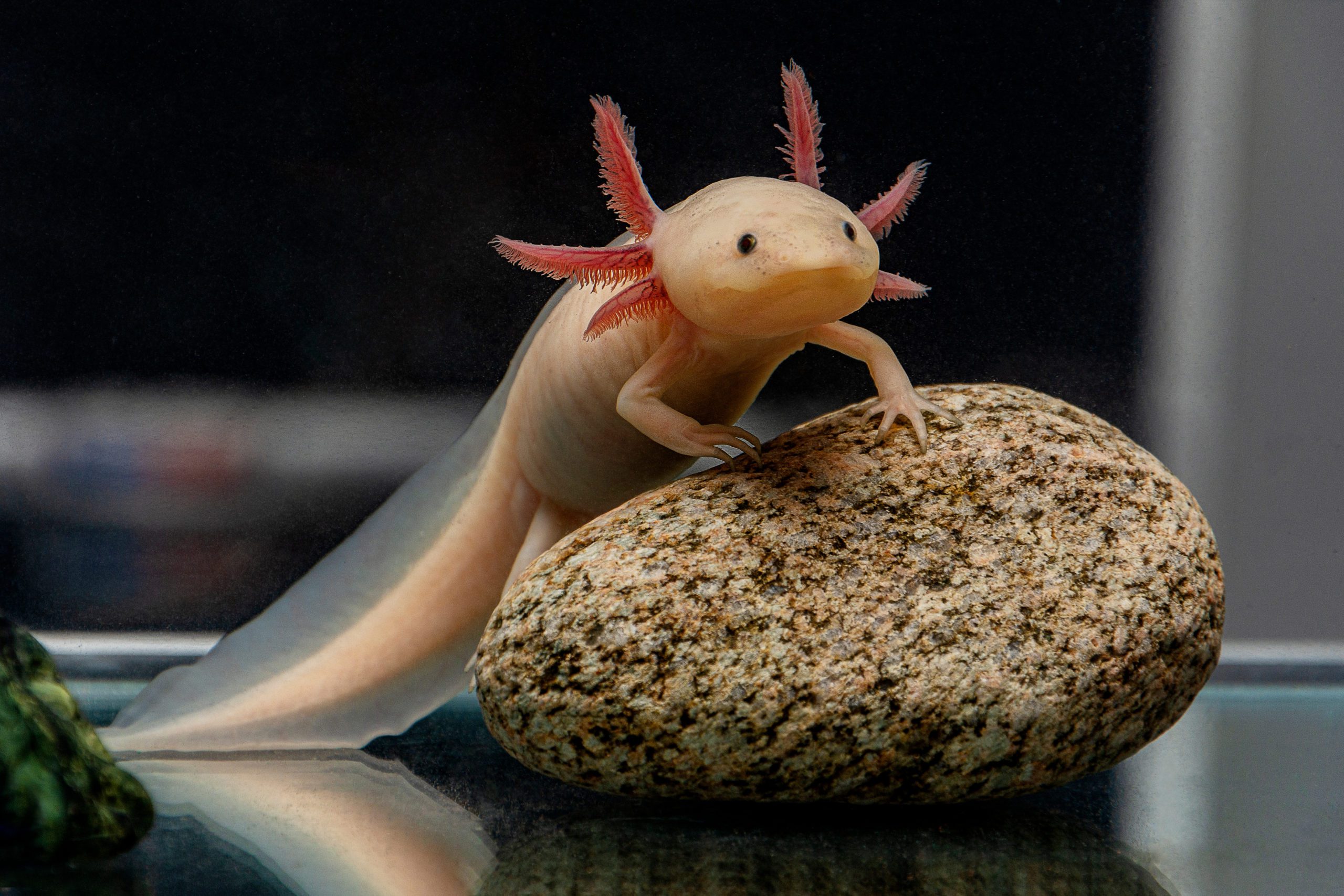 Five Axolotl Fun Facts About a Fascinating Aquatic Pet - AZPetVet