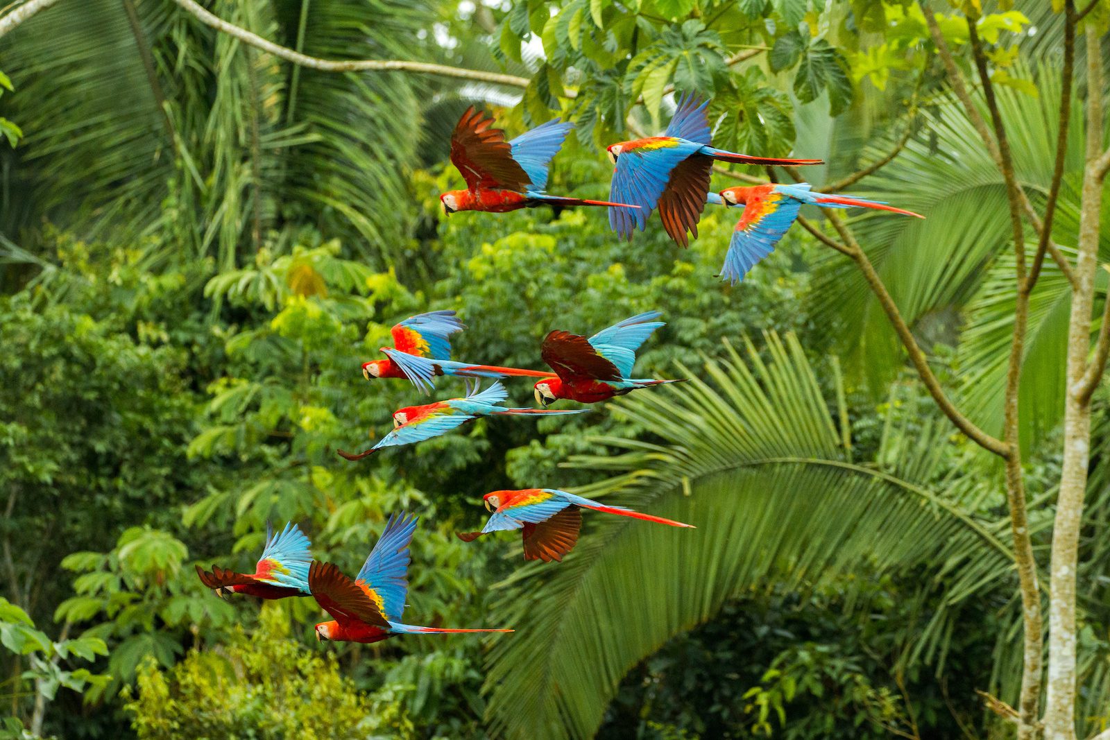 Flock Of Scarlet And Red And Green Macaws Flying In Amazonas Rainforest In Manu National Park/peru Close To Chuncho Clay Lick In Tambopata
