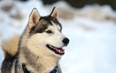 Winter Wonderland: Huskies and the Snow