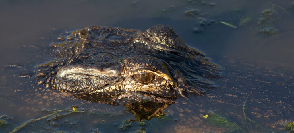 American Alligator In The Everglades