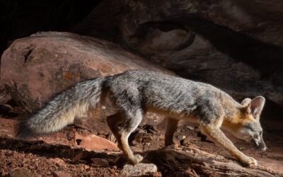 10 Unusual Sonoran Desert Animals – Have You Spotted These?