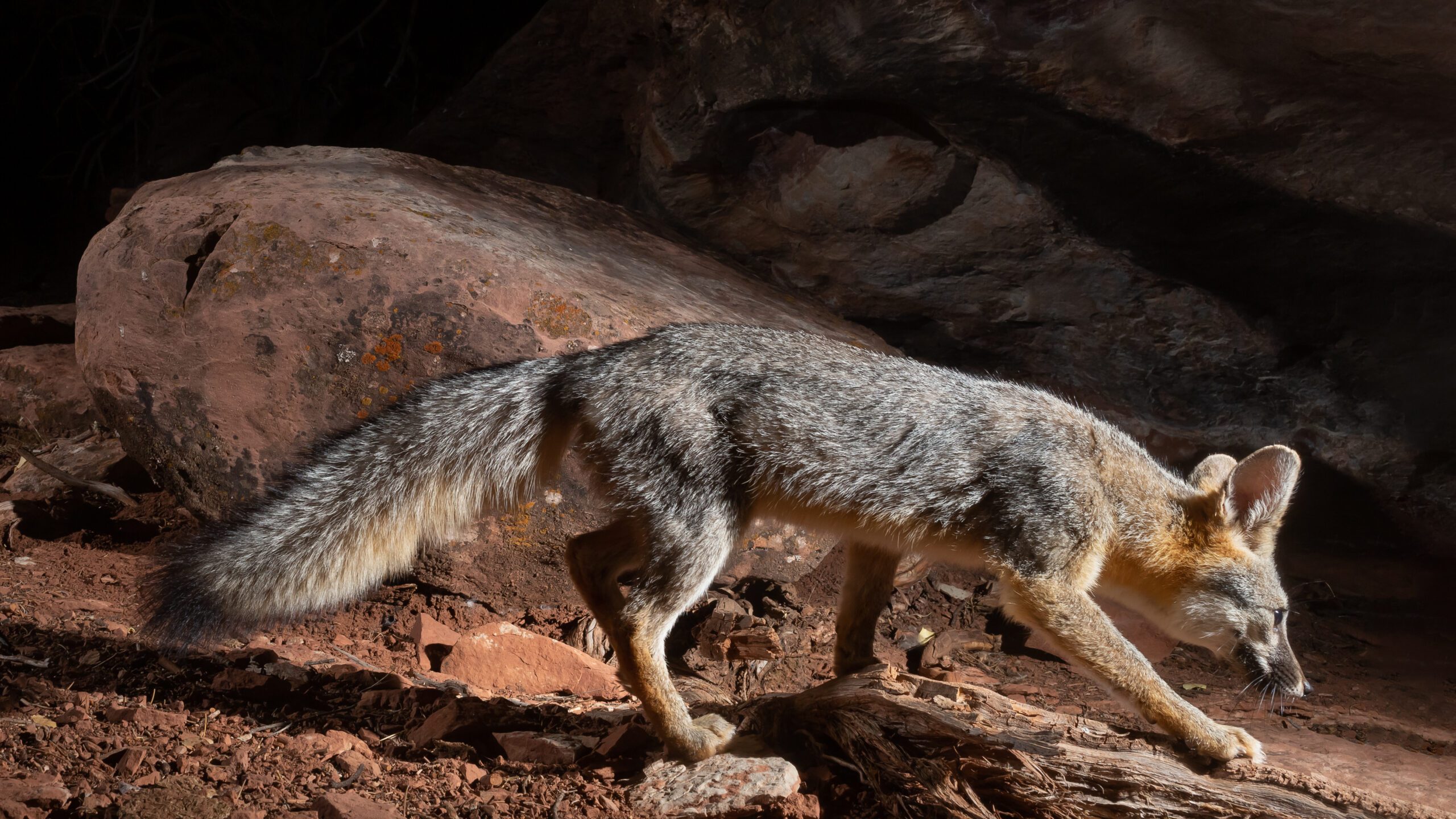10 Unusual Sonoran Desert Animals - Have You Spotted These? - AZPetVet