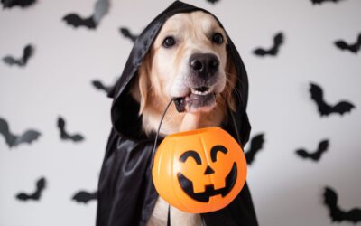 Pet Halloween Costumes: Celebrate Safely With These Tips