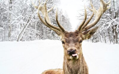 5 Fun Facts About December’s Favorite Animal – The Reindeer