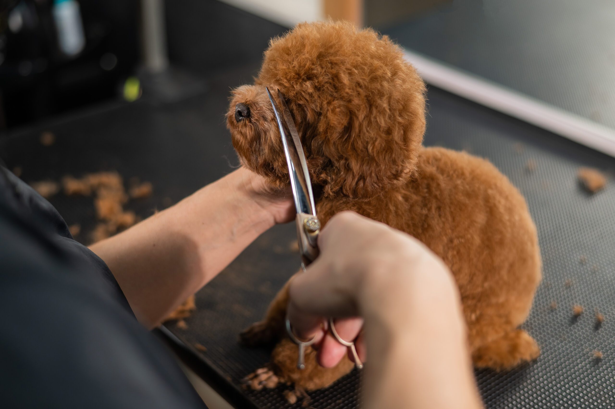 Woman Trimming Toy Poodle With Scissors In Grooming Salon.