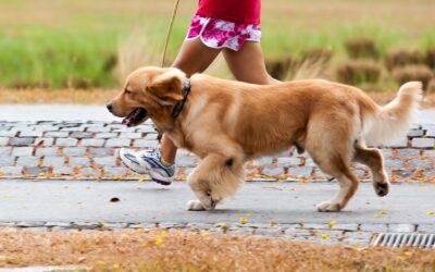 5 Benefits of Walking Your Dog Everyday