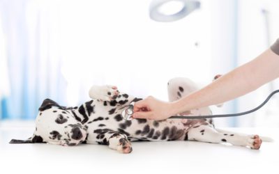 6 Basic Steps for Cat and Dog First Aid Readiness