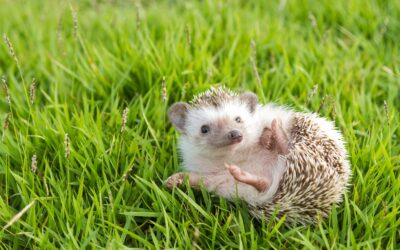5 Facts About Hedgehogs