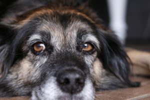 Adopt a Senior Dog & Save an Animal’s Life