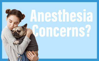 Ensuring Your Pet’s Well-Being: A Guide to Anesthesia for Pet Owners