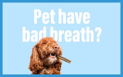 Unraveling the Mystery: Why Does My Dog Have Bad Breath?