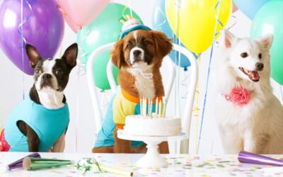 Ways to Celebrate Your Pet All Year Round