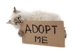 National Adopt a Cat Month