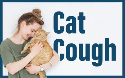 AZPV Blog: Why Is My Cat Coughing?