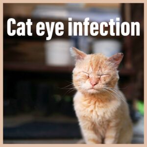 Cat Eye Infections - AZPV Blog