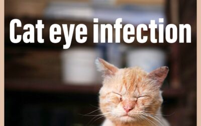 Cat Eye Infection | Causes, Symptoms and Treatments