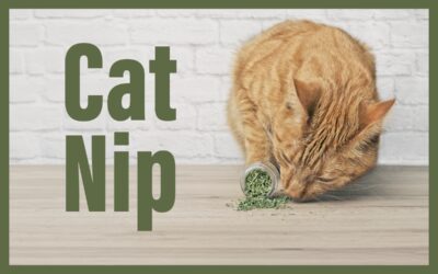 What Does Catnip do to Cats? | Catnip Side Effects and Safety 