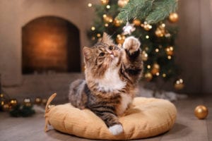 Pet Safe Holiday Tips