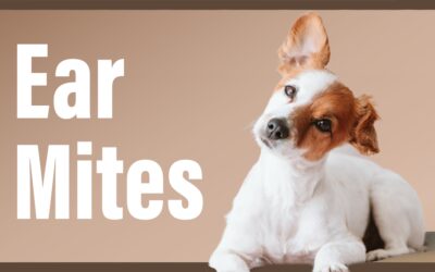 Ear Mites in Dogs | How to Treat Ear Mites in Dogs | AZPV