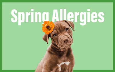Signs and Symptoms of Springtime Allergies in Dogs and Cats