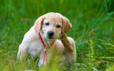 Tick & Flea Prevention for Dogs and Cats