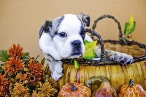 Five Reasons to Be Thankful For Pets