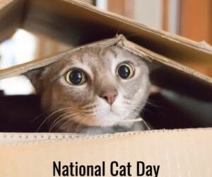 Five Ways to Celebrate National Cat Day