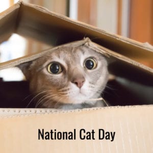 National Cat 