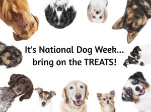 Five Ways to Celebrate National Dog Week