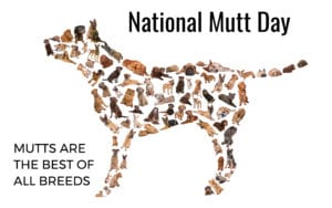mutts mixed breeds
