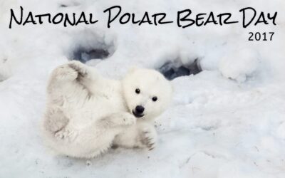 National Polar Bear Day 2017