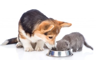 Dehydration Prevention for Pets