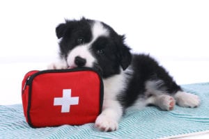 Five Basic Steps for Pet First Aid Readiness