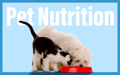 The Importance of Pet Nutrition and Diet for Dogs and Cats