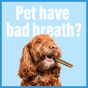 Pet Have Bad Breath Blue