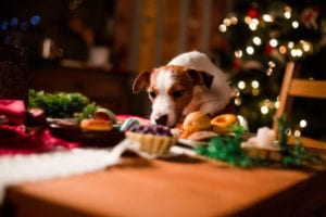 Holiday Safety for Pets