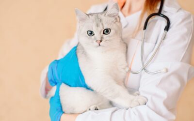 Why Preventive Health Care for Pets Is Important 