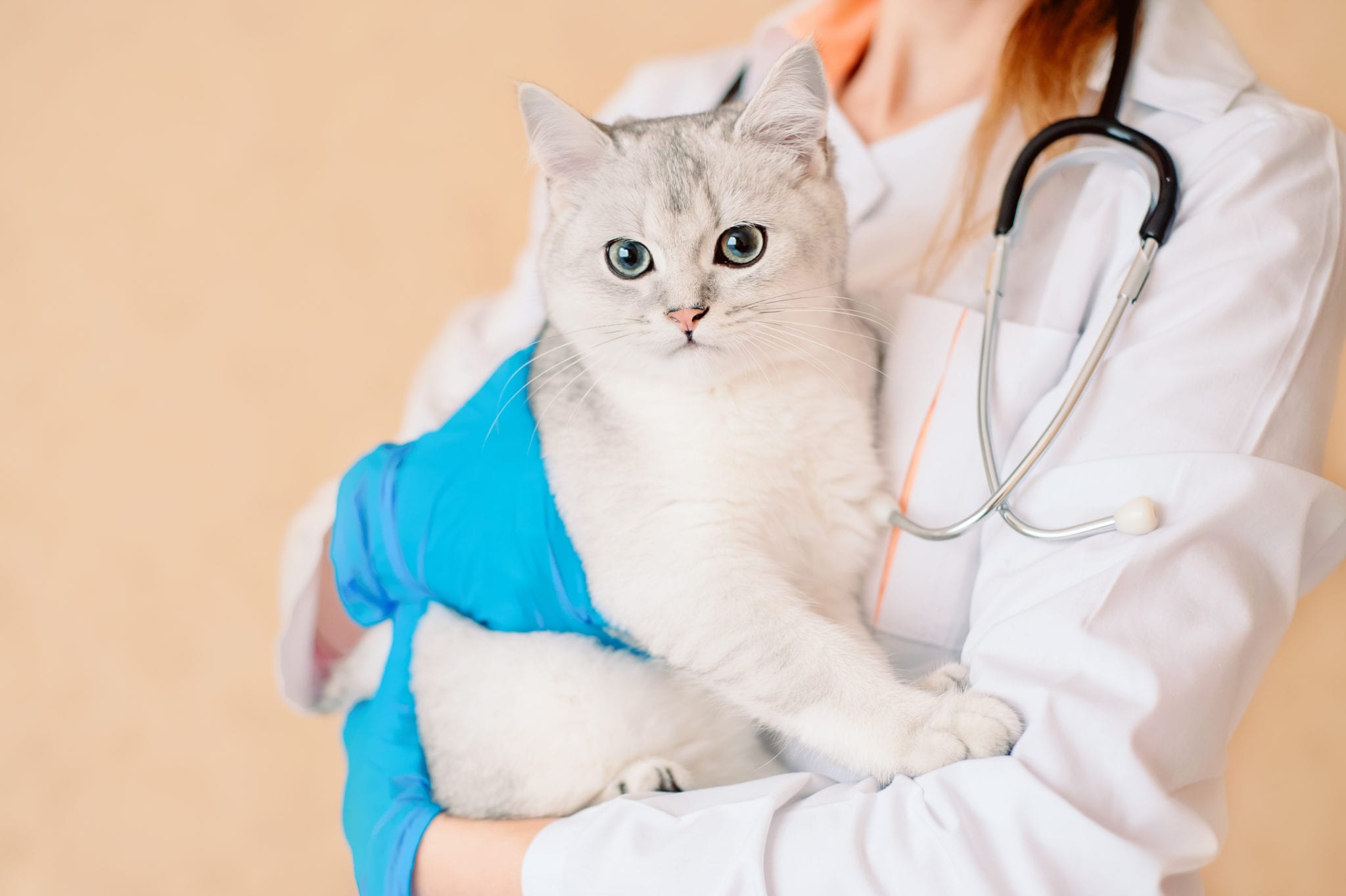 Why Preventive Health Care for Pets Is Important - AZPetVet