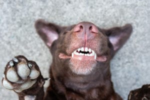 Your Pet Probably Has Dental Disease