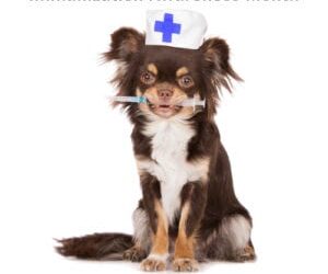 Why Do Pets Need Vaccinations?