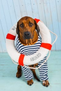 Rhodesian ridgeback wearing a sailor outfit and a life preserver